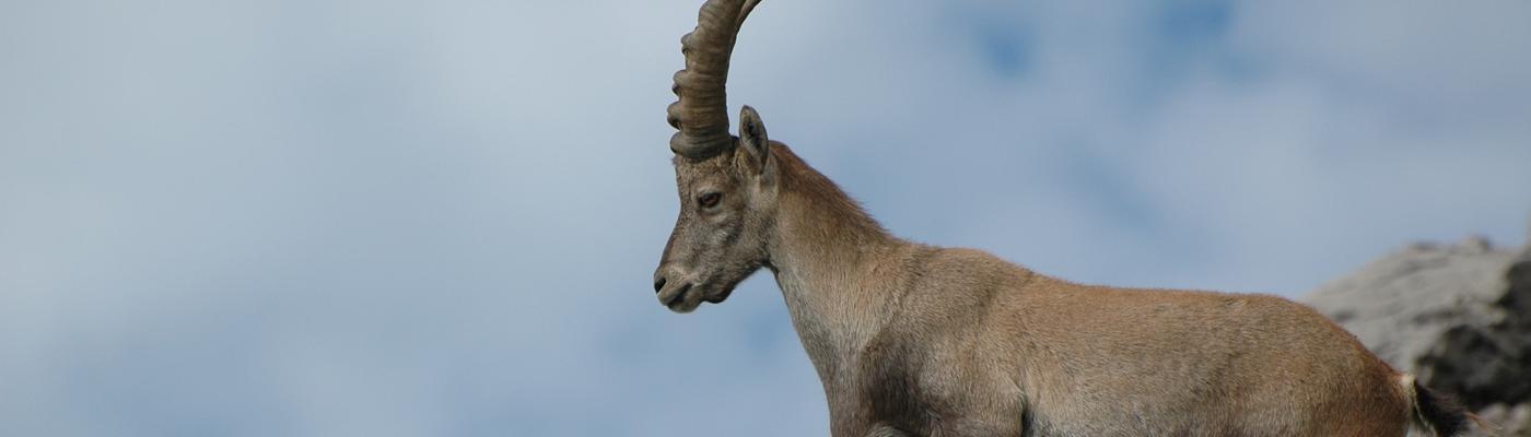 Startseite Steinbock